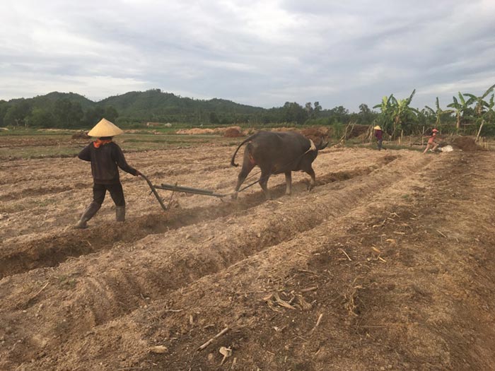Bà Nguyễn Thị Xuân đang hối hả làm tơi đất, làm luốn để bón phân chuẩn bị trồng hành tăm vụ 2019. Ảnh: Cảnh Thắng.