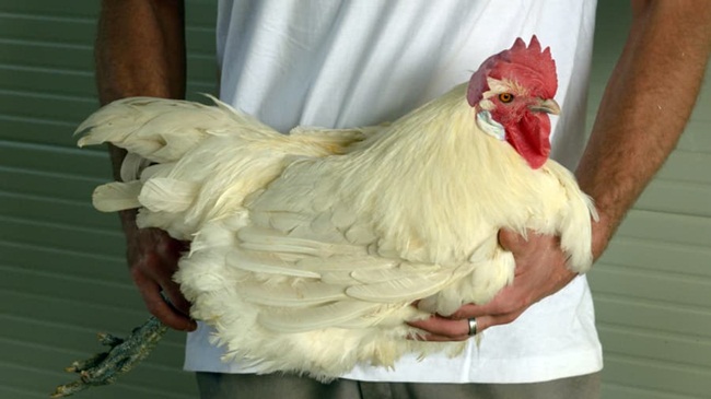 Bresse là loại gà vào hàng đắt nhất thế giới với giá bán 40 Euro/kg (~1 triệu đồng/kg) trong các cửa hàng ở Paris (Pháp).