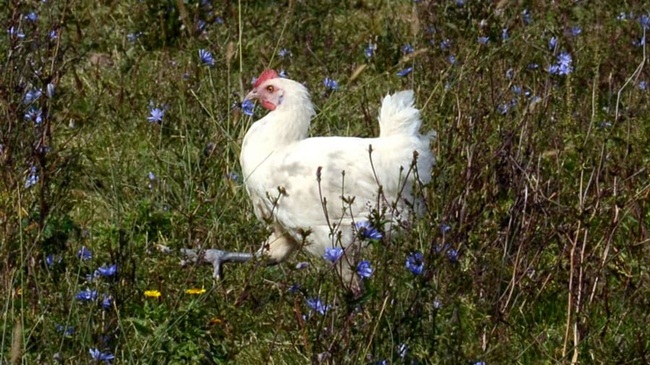 Theo quy định, các nông dân như Anthony phải có 10m2 cho mỗi con gà để chúng tìm kiếm tự do trên các cánh đồng.