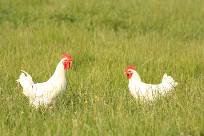 Các con gà Bresse được giết mổ khi đạt trọng lượng 1,2kg, gà mái đẻ được giết mổ khi đạt trọng lượng 1,8kg. 