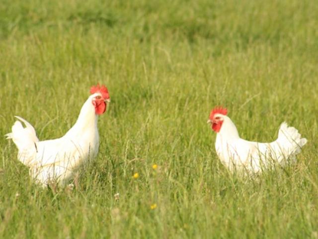 Thị trường - Tiêu dùng - Gà hơn 1 triệu/kg, nuôi 4 tháng "đút túi" tiền tỷ