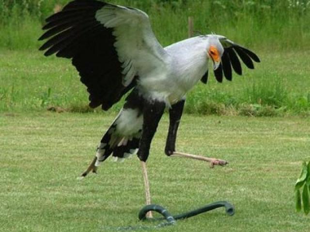 Media - Chim "siêu mẫu" với hàng mi quyến rũ, ra đòn nhanh như chớp