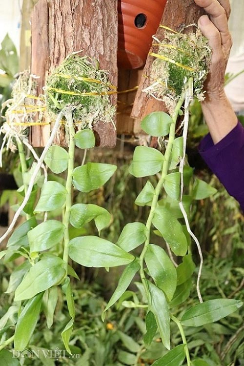 Trong vườn lan rừng của bà Nguyễn Thị Kim có không ít loài lan quý hiếm, đẹp và được giới chơi lan ưa chuộng, săn tìm. Trong ảnh là những giò lan phi điệp đột biến với giá 6 triệu đồng/giò.