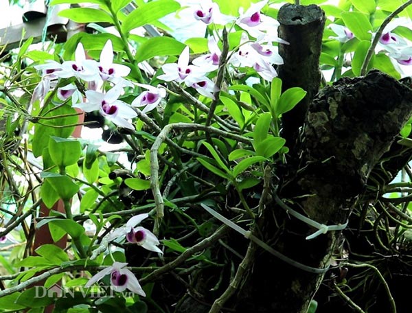 &#34;Lão bà bà&#34; 81 tuổi làm vườn lan tiền tỷ &#34;khủng&#34; nhất tỉnh Lai Châu - 4