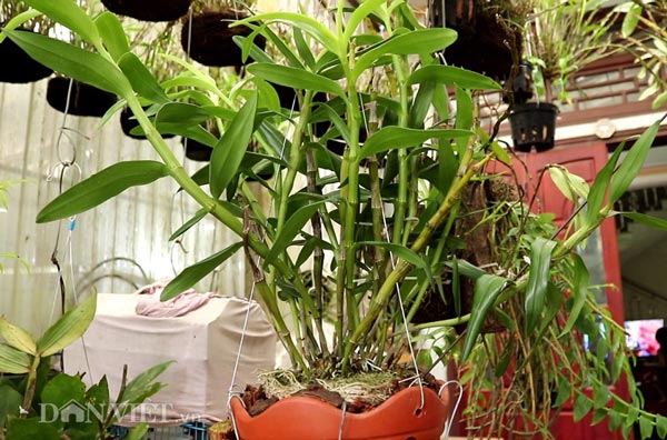 Giò lan Đùi gà đột biến của bà Kim có giá lên tới 30 triệu đồng.