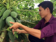 Thị trường - Tiêu dùng - Quảng Ngãi: Mê mẩn vườn đu đủ &quot;3 gang&quot; trái siêu bự, quả cực &quot;mắn&quot;