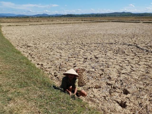 Tin tức trong ngày - Miền Trung quay quắt trong nắng hạn lịch sử: Sinh tồn trong 'chảo lửa'