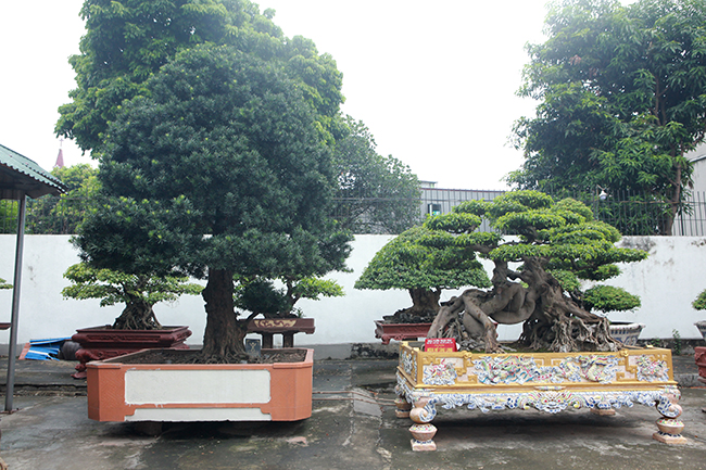 “Siêu cây” tùng la hán hiện nằm trong vườn cây di sản của anh Phan Văn Toàn (TP. Việt Trì, Phú Thọ).