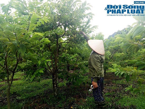 Chị Hảo đang gấp rút thu hoạch những quả na già để kịp cân cho thương lái.