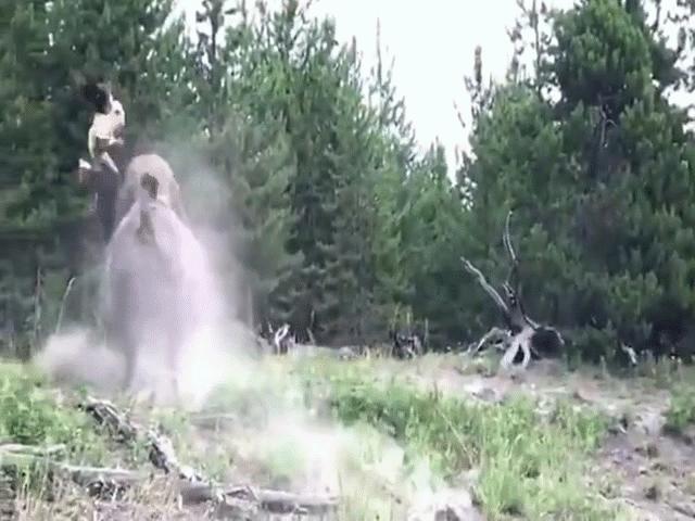 Thế giới - Mỹ: Rợn người cảnh bé gái bị "quái thú" truy đuổi, hất văng lên không trung