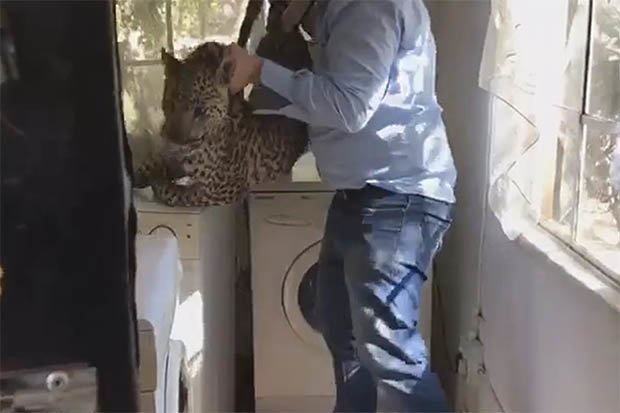 Con báo hoa mai bị bế ra khỏi nơi ẩn nấp sau máy giặt.