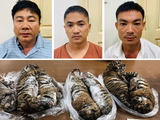 Nguyễn Hữu Huệ, Hồ Anh Tú và Phan Văn Vui bị bắt giữ cùng tang vật 7 cá thể hổ đông lạnh.