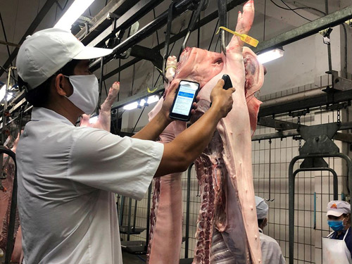 Sản lượng thịt lợn nhập khẩu tăng đột biến có thể ảnh hưởng tới sản xuất thịt trong nước (ảnh minh họa). Ảnh: T.L