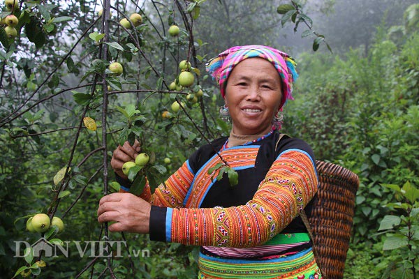 Bà Mùa Thị La vợ của ông Sồng A Mang đang thu hái sơn tra, một trong những cây trồng đã mang lợi về kinh tế cho gia đình.