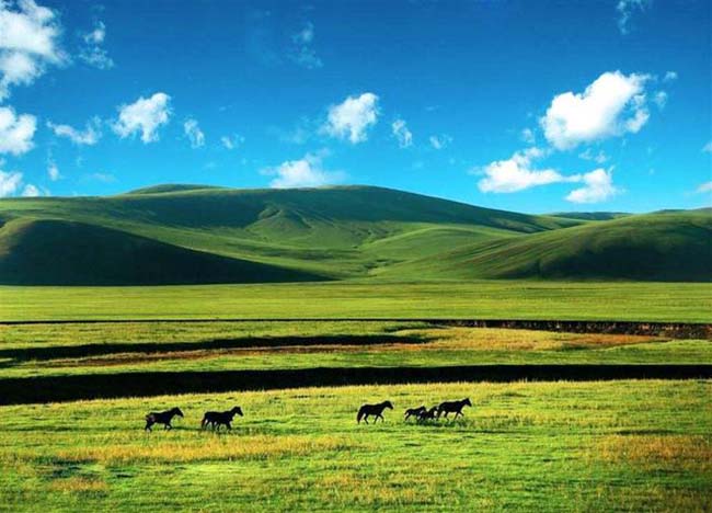 10.Nếu tìm một nơi có cánh đồng cỏ xanh mướt bất tận thì đó chính là Hulunbuir.
