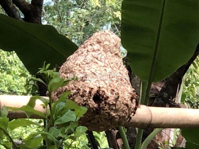 Thị trường - Tiêu dùng - Độc nhất Quảng Ngãi: Nuôi bộ sưu tập loài "tử thần" la liệt vườn nhà