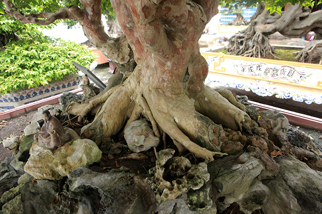 “Đã có rất nhiều đại gia có tiền đến hỏi mua lại nhưng tôi không bán bởi&nbsp;những cây vua, chúa ngày xưa chơi&nbsp;rất khó tìm và mua.&nbsp;Hai vợ chồng tôi phải vất vả nhiều tháng mới thuyết phục được người chủ ở Bình Định bán lại cho”, anh Toàn nói.