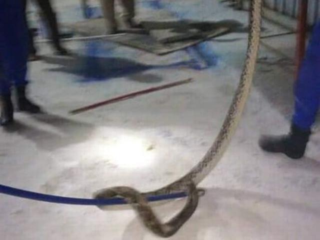 Phi thường - kỳ quặc - Giữa đêm nghe tiếng chó sủa thảm thiết, chạy ra thấy bị trăn dài 4m siết chặt