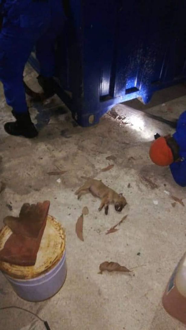 Con chó nằm yên bất động sau khi bị trăn siết chặt.