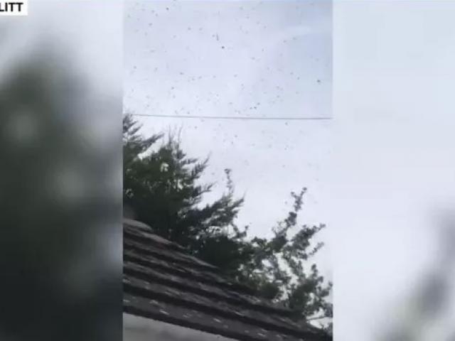 Sửng sốt cảnh 50.000 con ong bao vây một ngôi nhà