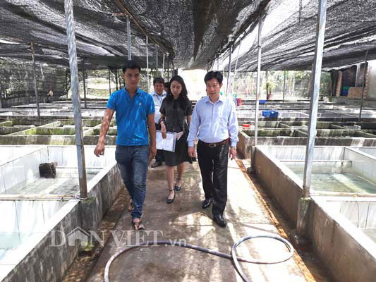 Ngoài trại cá kiểng rộng hơn 3ha tại xã Tân Thông Hội, Saigon Aquarium còn mở thêm một trang trại nuôi cá kiểng khác tại xã Phước Hiệp (huyện Củ Chi) với diện tích lên tới 14ha. Ảnh: Trần Đáng - Báo điện tử Danviet.vn.