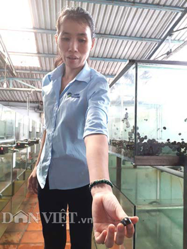 Ốc sọc dưa - một loại ốc suối hoang dã cũng được trại cá kiểng Saigon Aquarium thuần dưỡng trước khi xuất khẩu ra thị trường nước ngoài thu về ngoại tệ. Ảnh: Trần Đáng-Báo điện tử Danviet.vn.