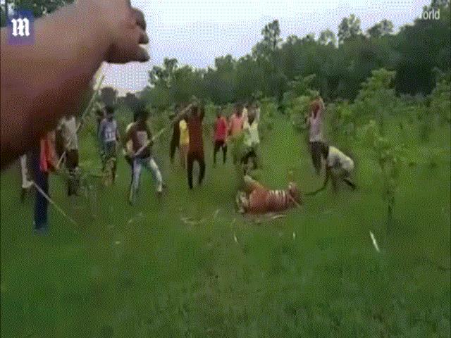 Thế giới - Ấn Độ: Mặc hổ "xin tha", 40 người cầm gậy giận dữ vẫn đánh đập đến chết