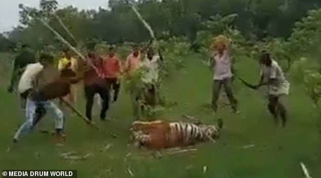 Đám đông đánh đập túi bụi con hổ.