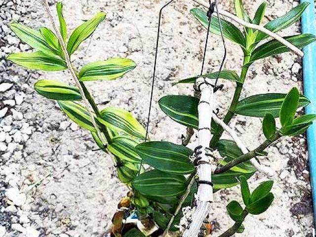 Tin tức trong ngày - Người bán chậu lan Giả hạc 5 tỷ đồng phải nộp thuế bao nhiêu?