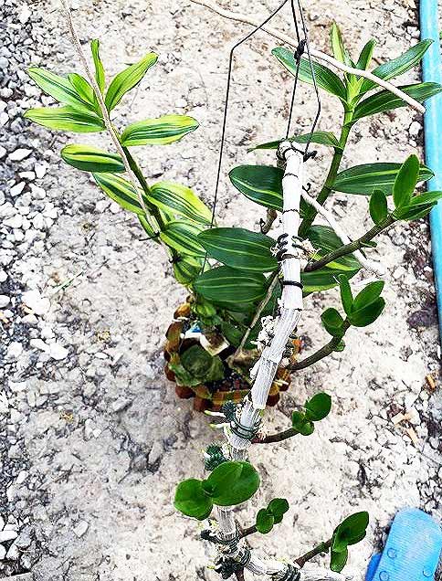 Lá loài lan này đột biến gần giống lá cây Phát tài