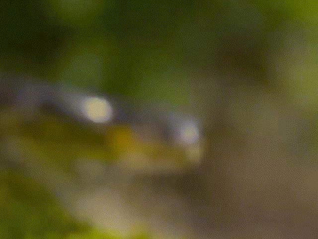 Media - Rắn leo cây săn chim non nhưng kẻ phải chết hoàn toàn bất ngờ