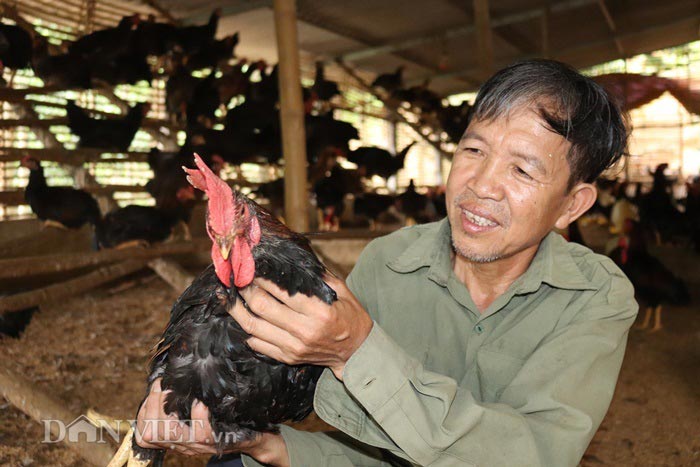 Từ nuôi giống gà chọi lai thả đồi, với giá bán 100.000 đồng/kg, mỗi năm ông Thính lãi gần tỷ đồng.