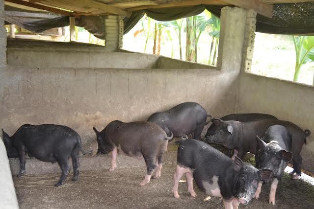 Lang Văn Vê, năm nay chưa đầy 30 tuổi. Không chỉ nhiều rừng, thằng Vê còn có hàng chục con lợn, con dê, trong tay có hàng trăm triệu đồng. Ảnh: Mỹ Hà.