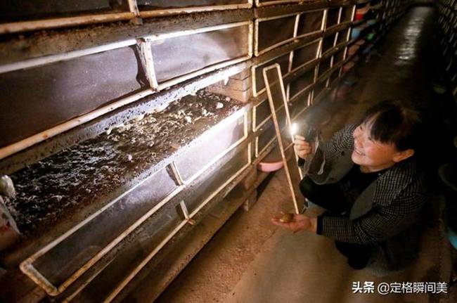 Hay như vợ chồng Vương Tiểu Hồng &#40;Nghĩa Mã, Hà Nam, Trung Quốc&#41; bỏ ra 8.000 nhân dân tệ &#40;~27 triệu đồng&#41; mua 1.000 con ốc sên nhưng thất bại.&nbsp;