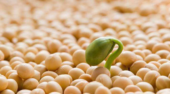 Mầm đậu nành được coi là “thần dược” dưỡng nhan và bảo vệ sức khỏe dành cho phái đẹp