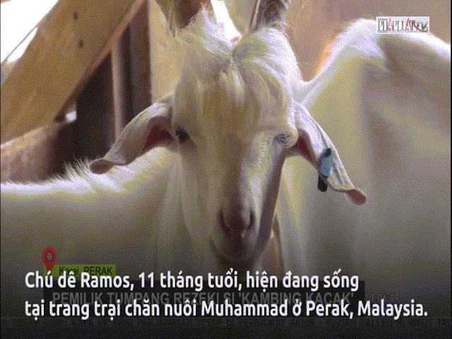 Phi thường - kỳ quặc - Dê nổi tiếng vì đẹp trai như ngôi sao Hàn Quốc