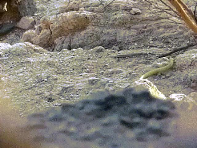 Media - Rắn hổ mang bị bắn đứt đôi vẫn lao đầu chạy thoát