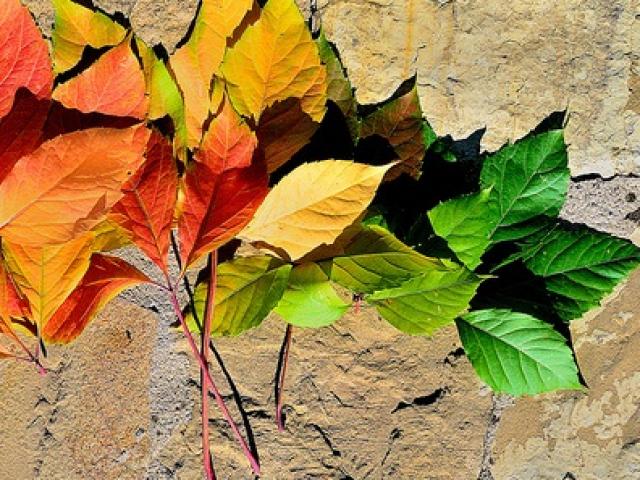 Thị trường - Tiêu dùng - Không cần trồng, ra đường nhặt về, bán nửa triệu đồng dễ dàng