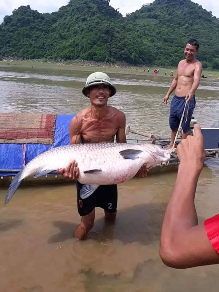 Con cá trắm có cân nặng 42kg. Ảnh: Y.B