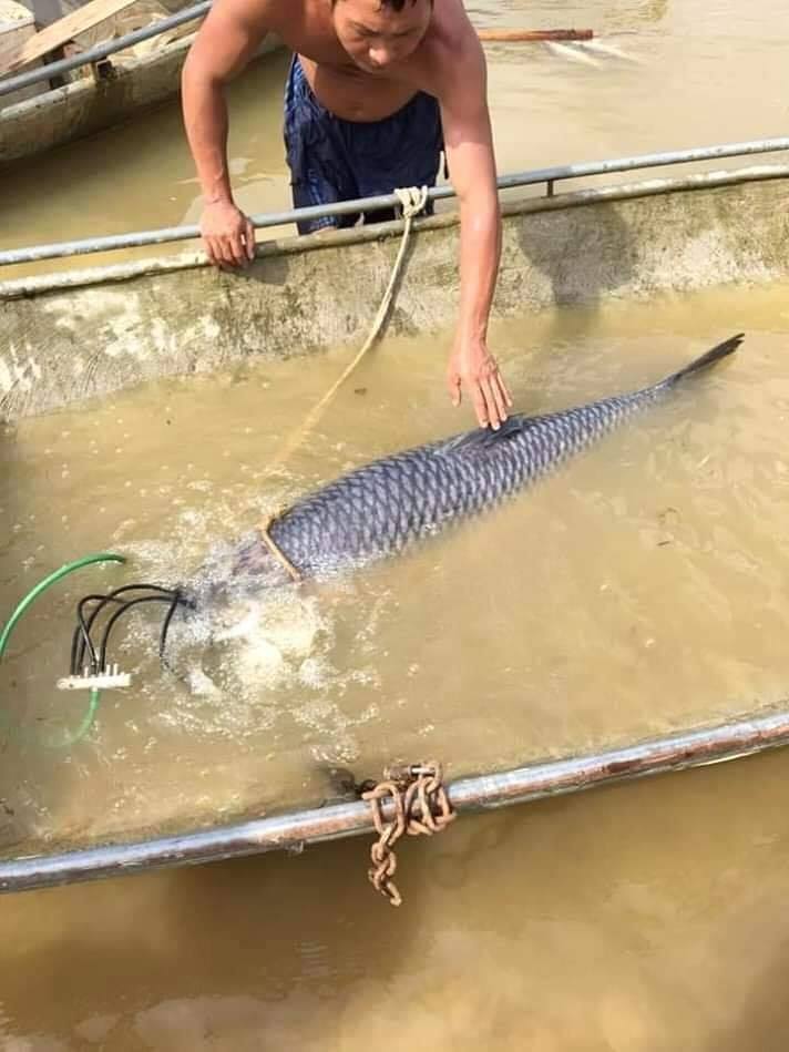 Con cá trắm đen sau khi dính lưới vẫn còn sống. Ảnh: Y.B
