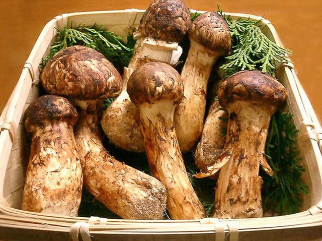 Nấm Matsutake.