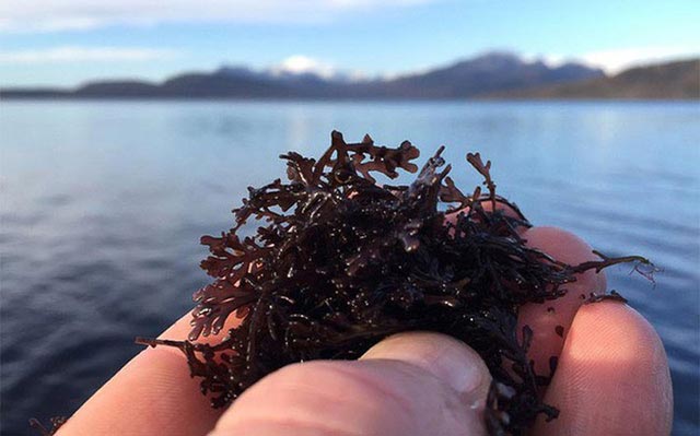 Tảo biển Truffle.
