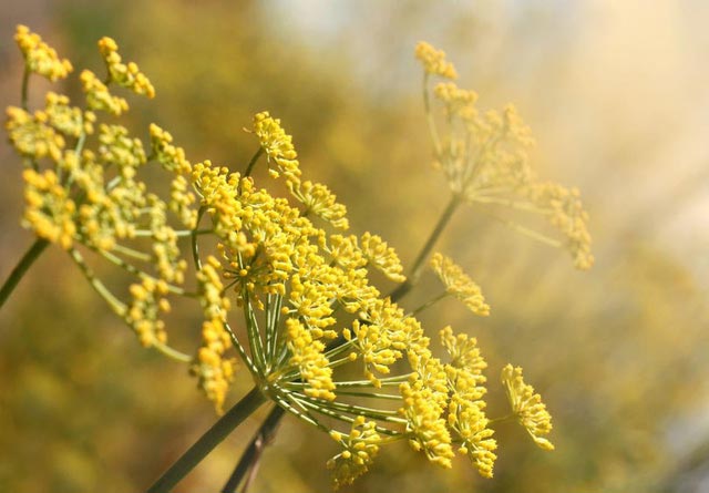 Đài hoa thì là trên bán đảo Bjäre ở miền nam Thụy Điển.