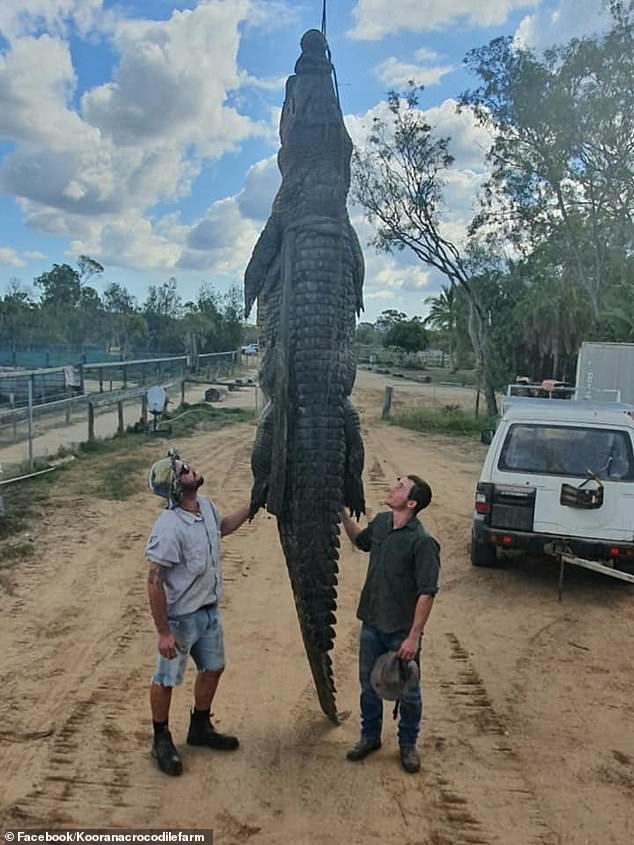 Con cá sấu chết già dài 4,7 mét.