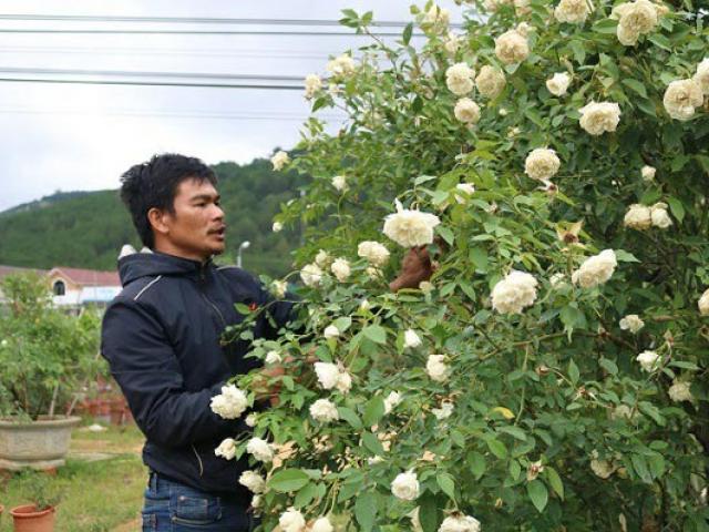 Chàng trai sở hữu vườn hoa hồng có chậu bán đến 150 triệu đồng