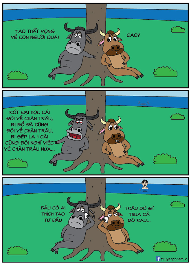 Nỗi buồn không ai thấu của chú trâu - 1