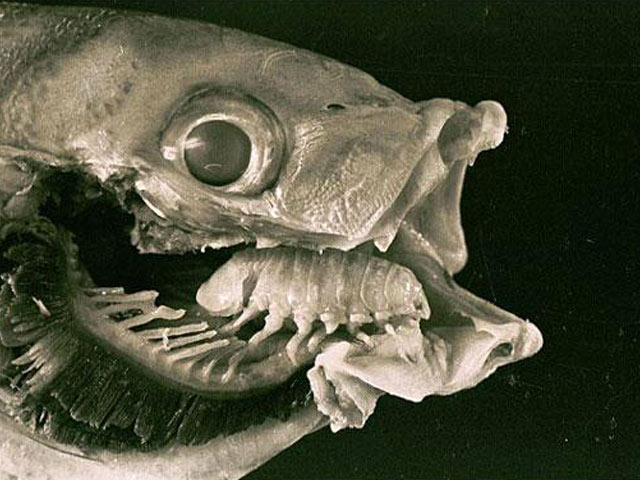 Media - Rùng mình trước loài ký sinh trùng ăn lưỡi đáng sợ