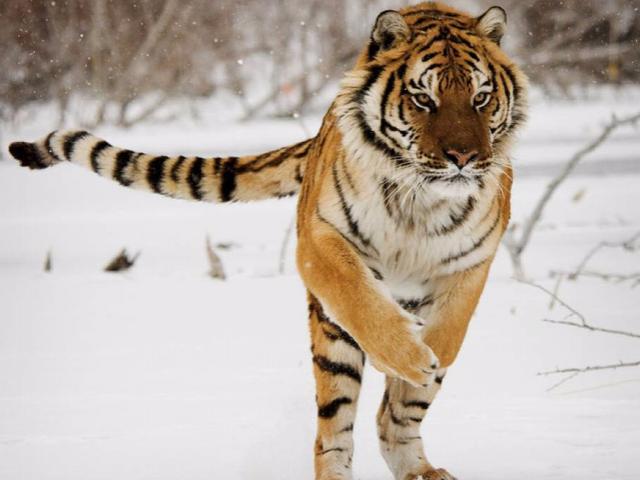 Xem trung tâm nhân giống lớn nhất thế giới huấn luyện hổ săn mồi