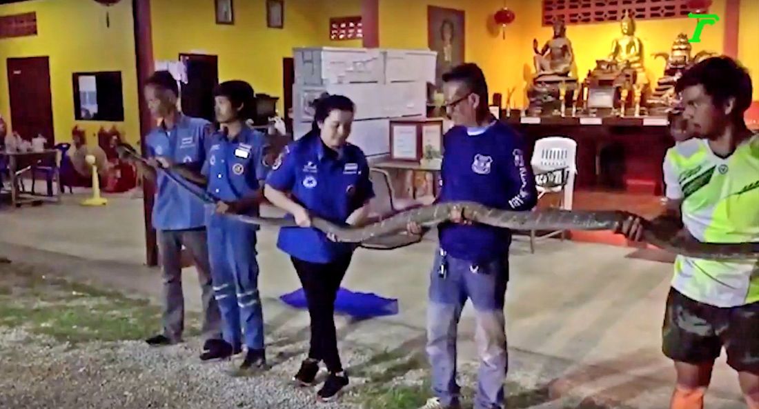 Hổ mang chúa dài tới 5 mét.