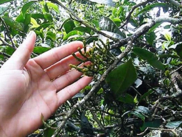 Thị trường - Tiêu dùng - "Càng cua" ký sinh trên cây, giá hơn 6 triệu đồng/kg